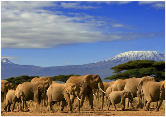 Beautiful Herd of Elephants Aluminium Wall Art